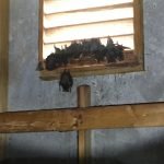 more bats in attic